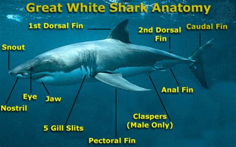 great white shark physical characteristics.